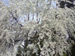 Allerlei