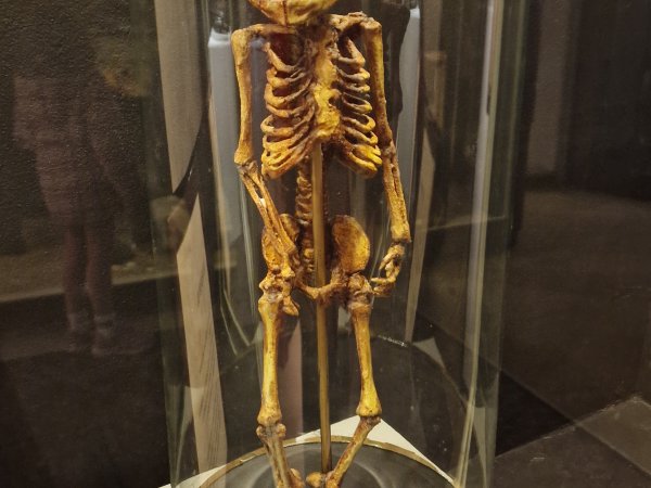 Museum Obscurum